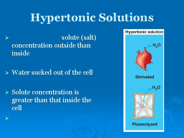 Hypertonic Solutions Ø solute (salt) concentration outside than inside Ø Water sucked out of Hypertonic Solutions Ø solute (salt) concentration outside than inside Ø Water sucked out of