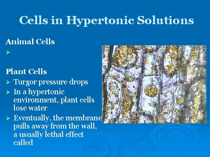 Cells in Hypertonic Solutions Animal Cells Ø Plant Cells Ø Turgor pressure drops Ø Cells in Hypertonic Solutions Animal Cells Ø Plant Cells Ø Turgor pressure drops Ø