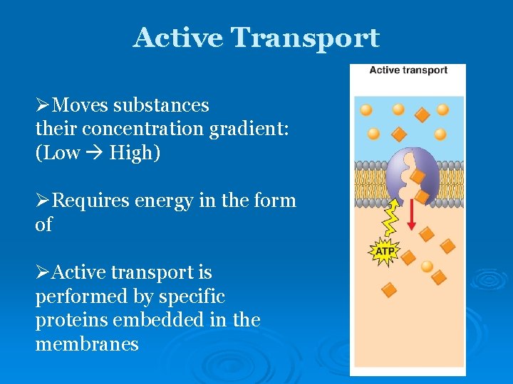 Active Transport ØMoves substances their concentration gradient: (Low High) ØRequires energy in the form Active Transport ØMoves substances their concentration gradient: (Low High) ØRequires energy in the form