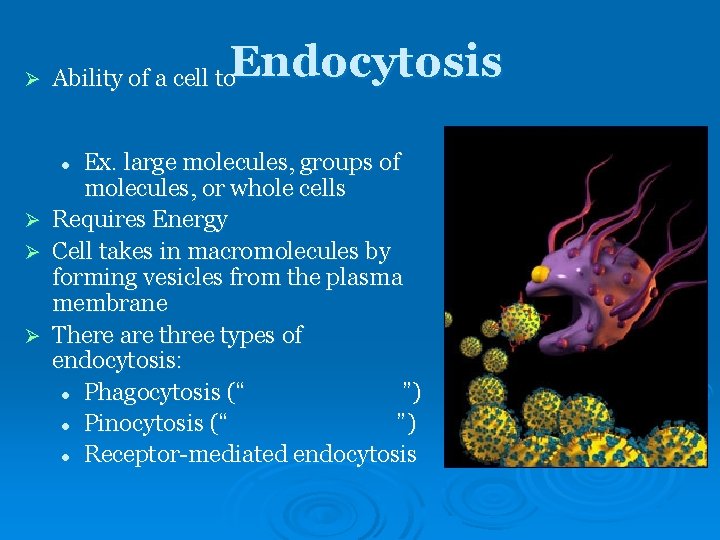 Ø Endocytosis Ability of a cell to Ex. large molecules, groups of molecules, or Ø Endocytosis Ability of a cell to Ex. large molecules, groups of molecules, or