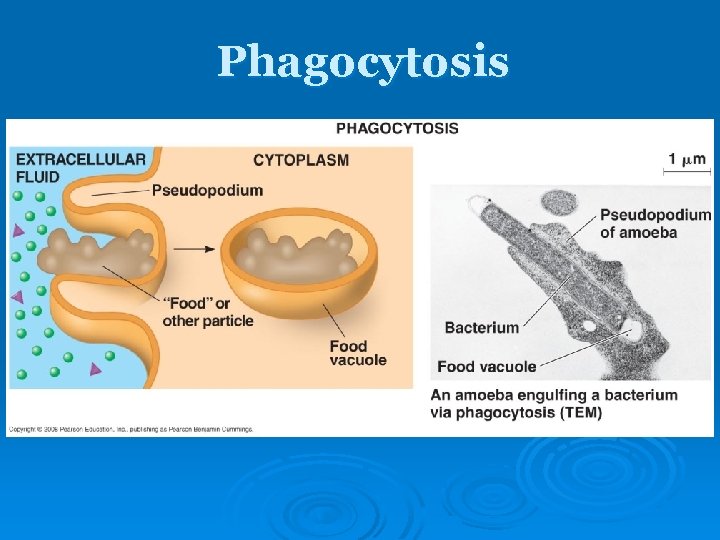 Phagocytosis Phagocytosis