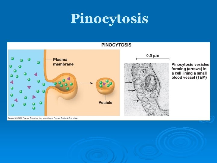 Pinocytosis Pinocytosis