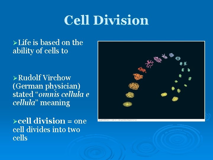 Cell Division ØLife is based on the ability of cells to ØRudolf Virchow (German Cell Division ØLife is based on the ability of cells to ØRudolf Virchow (German