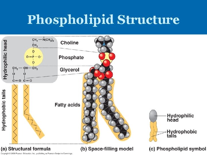 Phospholipid Structure Phospholipid Structure