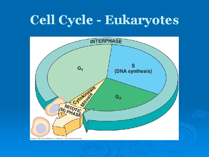 Cell Cycle - Eukaryotes Cell Cycle - Eukaryotes