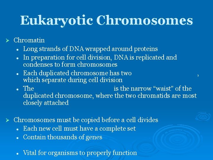 Eukaryotic Chromosomes Ø Chromatin l Long strands of DNA wrapped around proteins l In Eukaryotic Chromosomes Ø Chromatin l Long strands of DNA wrapped around proteins l In