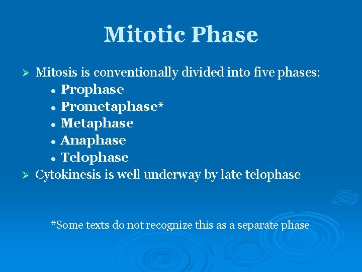 Mitotic Phase Mitosis is conventionally divided into five phases: l Prophase l Prometaphase* l Mitotic Phase Mitosis is conventionally divided into five phases: l Prophase l Prometaphase* l