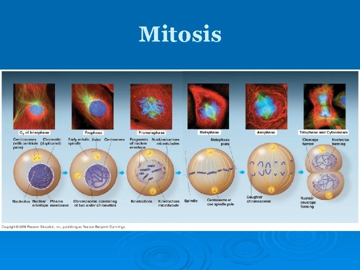 Mitosis Mitosis