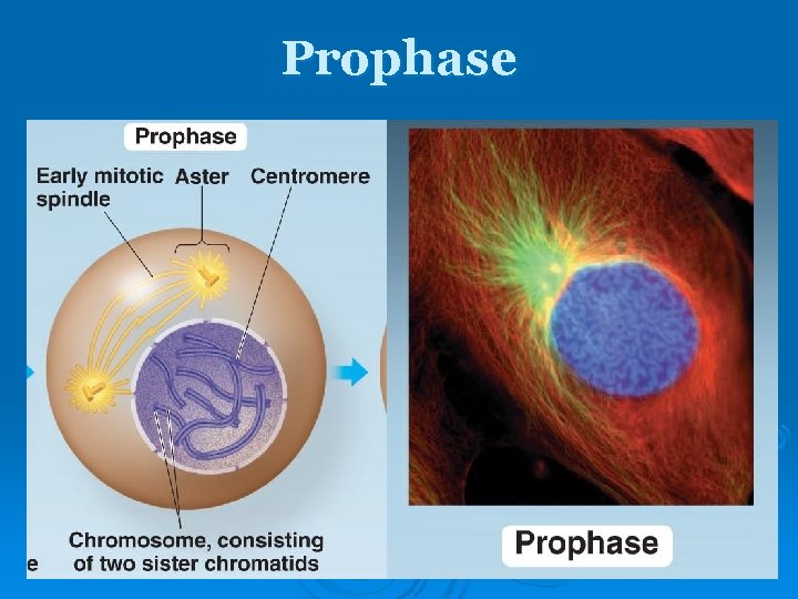 Prophase Prophase