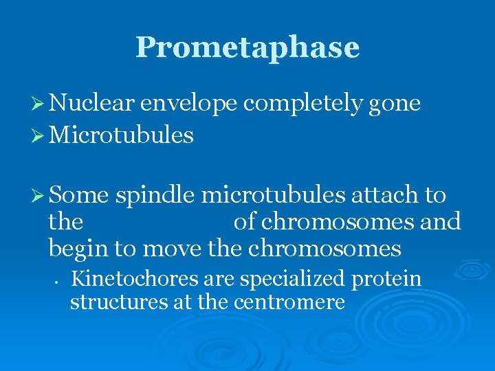 Prometaphase Ø Nuclear envelope completely gone Ø Microtubules Ø Some spindle microtubules attach to Prometaphase Ø Nuclear envelope completely gone Ø Microtubules Ø Some spindle microtubules attach to