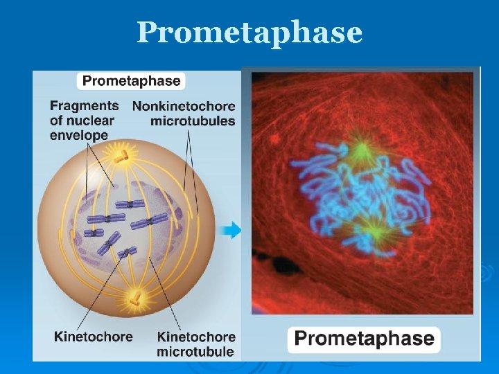 Prometaphase Prometaphase