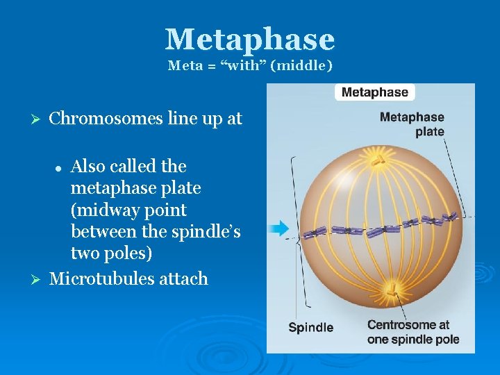 Metaphase Meta = “with” (middle) Ø Chromosomes line up at Also called the metaphase Metaphase Meta = “with” (middle) Ø Chromosomes line up at Also called the metaphase