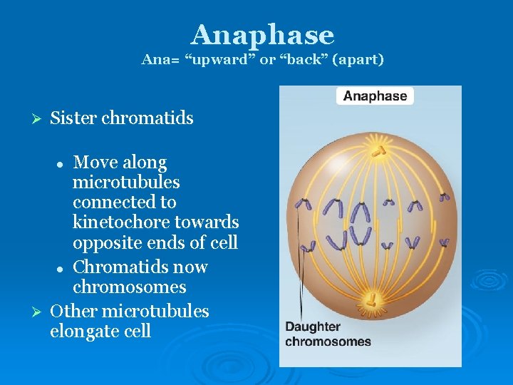 Anaphase Ana= “upward” or “back” (apart) Ø Sister chromatids Move along microtubules connected to Anaphase Ana= “upward” or “back” (apart) Ø Sister chromatids Move along microtubules connected to