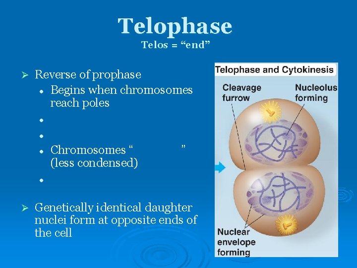 Telophase Telos = “end” Ø Reverse of prophase l Begins when chromosomes reach poles Telophase Telos = “end” Ø Reverse of prophase l Begins when chromosomes reach poles