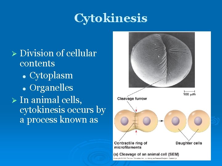 Cytokinesis Ø Division of cellular contents l Cytoplasm l Organelles Ø In animal cells, Cytokinesis Ø Division of cellular contents l Cytoplasm l Organelles Ø In animal cells,