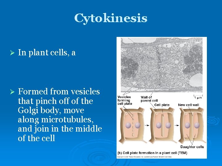 Cytokinesis Ø In plant cells, a Ø Formed from vesicles that pinch off of Cytokinesis Ø In plant cells, a Ø Formed from vesicles that pinch off of
