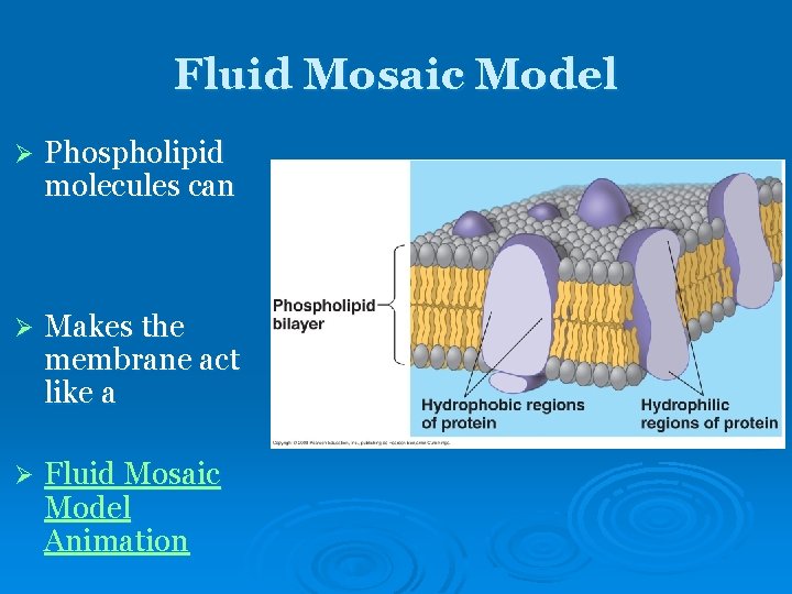 Fluid Mosaic Model Ø Phospholipid molecules can Ø Makes the membrane act like a Fluid Mosaic Model Ø Phospholipid molecules can Ø Makes the membrane act like a