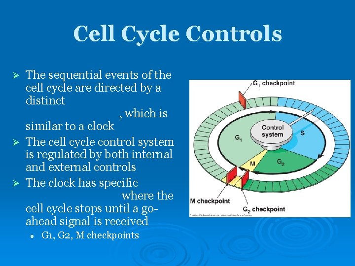 Cell Cycle Controls The sequential events of the cell cycle are directed by a Cell Cycle Controls The sequential events of the cell cycle are directed by a