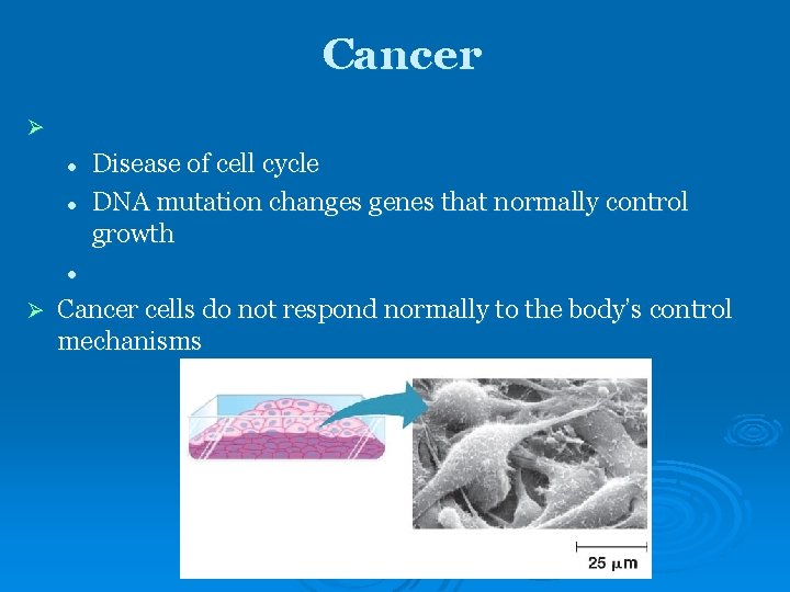 Cancer Ø l l Disease of cell cycle DNA mutation changes genes that normally Cancer Ø l l Disease of cell cycle DNA mutation changes genes that normally
