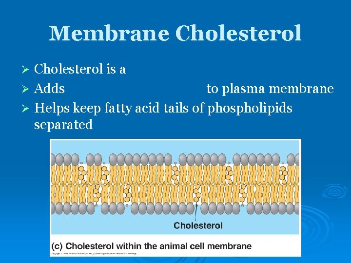 Membrane Cholesterol is a Ø Adds to plasma membrane Ø Helps keep fatty acid Membrane Cholesterol is a Ø Adds to plasma membrane Ø Helps keep fatty acid