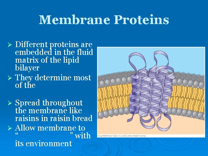 Membrane Proteins Different proteins are embedded in the fluid matrix of the lipid bilayer Membrane Proteins Different proteins are embedded in the fluid matrix of the lipid bilayer