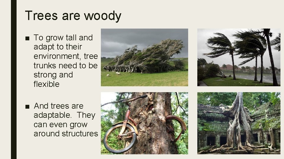 TREES 1 st grade Amazing Earth November What
