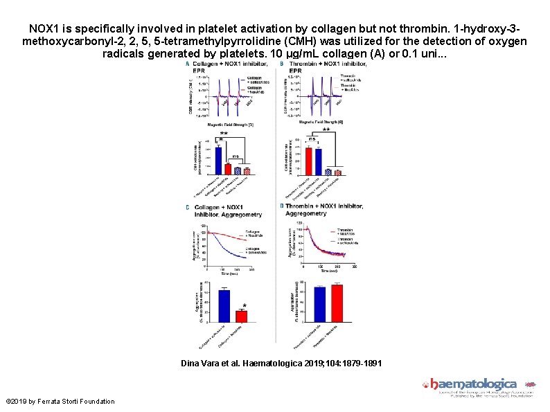NOX 1 is specifically involved in platelet activation by collagen but not thrombin. 1