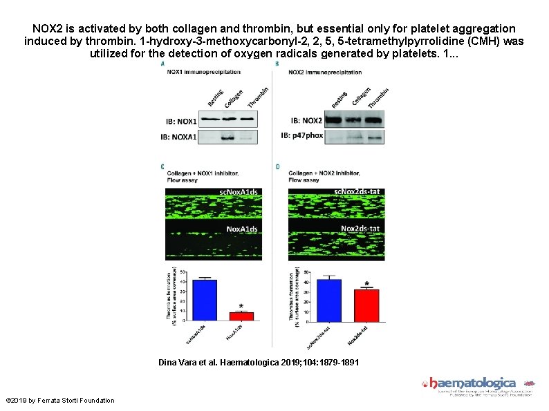 NOX 2 is activated by both collagen and thrombin, but essential only for platelet