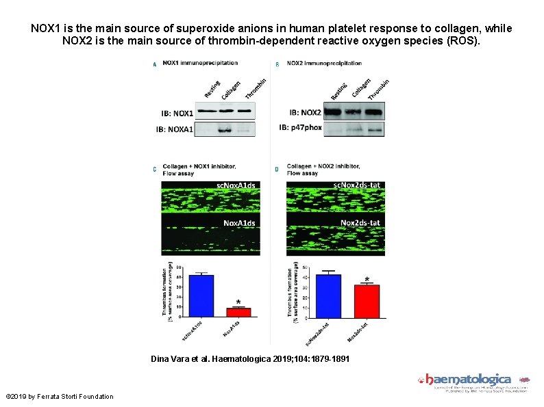 NOX 1 is the main source of superoxide anions in human platelet response to