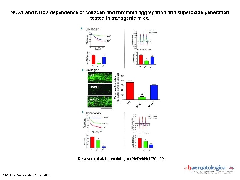 NOX 1 -and NOX 2 -dependence of collagen and thrombin aggregation and superoxide generation