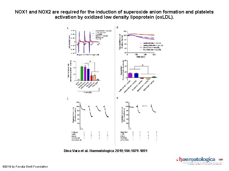 NOX 1 and NOX 2 are required for the induction of superoxide anion formation