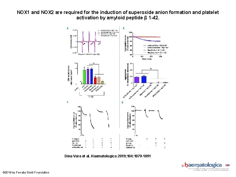 NOX 1 and NOX 2 are required for the induction of superoxide anion formation