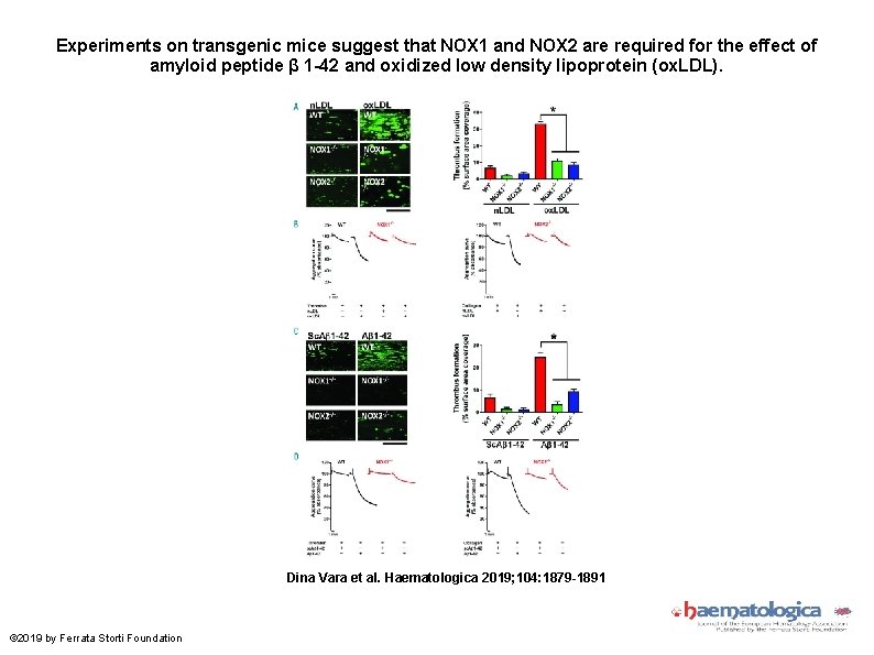 Experiments on transgenic mice suggest that NOX 1 and NOX 2 are required for