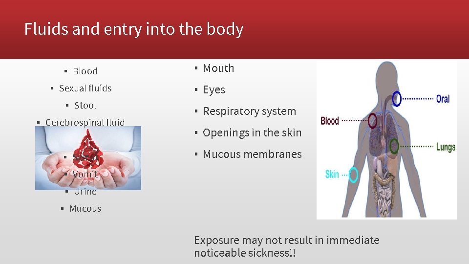 Fluids and entry into the body ▪ Blood ▪ Sexual fluids ▪ Stool ▪