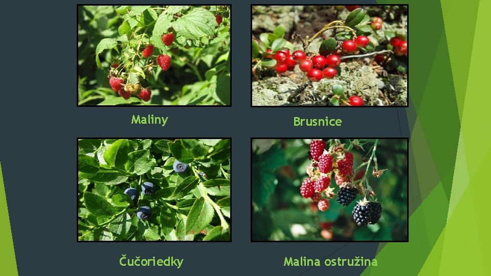 Maliny Čučoriedky Brusnice Malina ostružina 