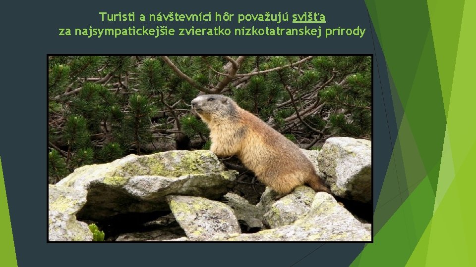 Turisti a návštevníci hôr považujú svišťa za najsympatickejšie zvieratko nízkotatranskej prírody 