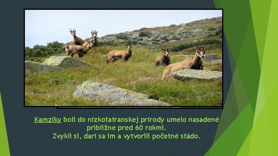 Kamzíky boli do nízkotatranskej prírody umelo nasadené približne pred 60 rokmi. Zvykli si, darí