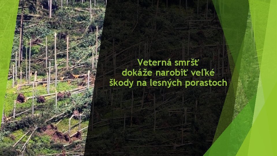 Veterná smršť dokáže narobiť veľké škody na lesných porastoch 