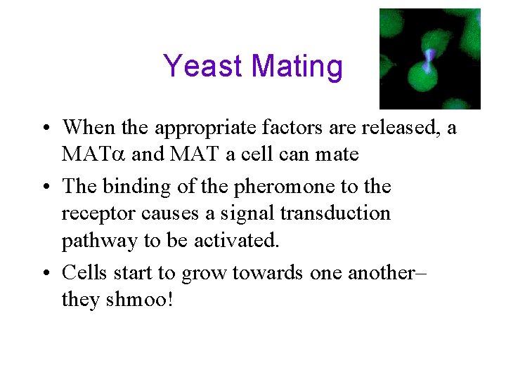 Yeast Mating • When the appropriate factors are released, a MATa and MAT a