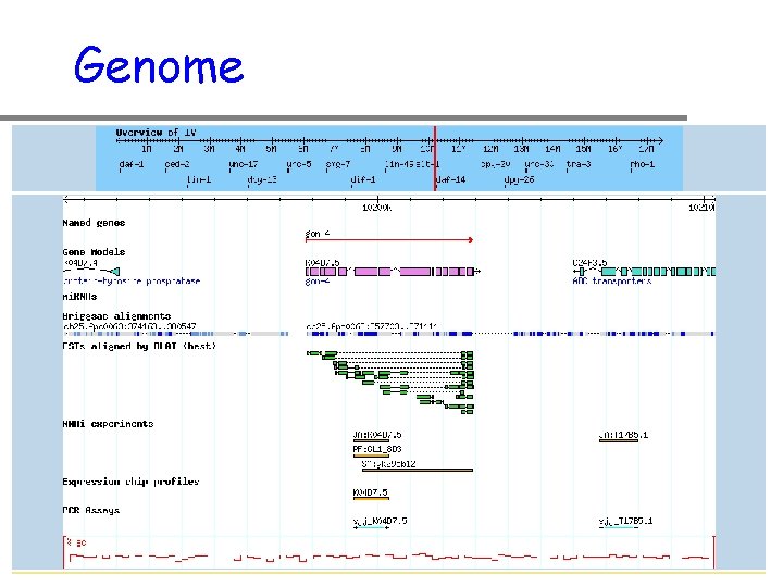 Genome 