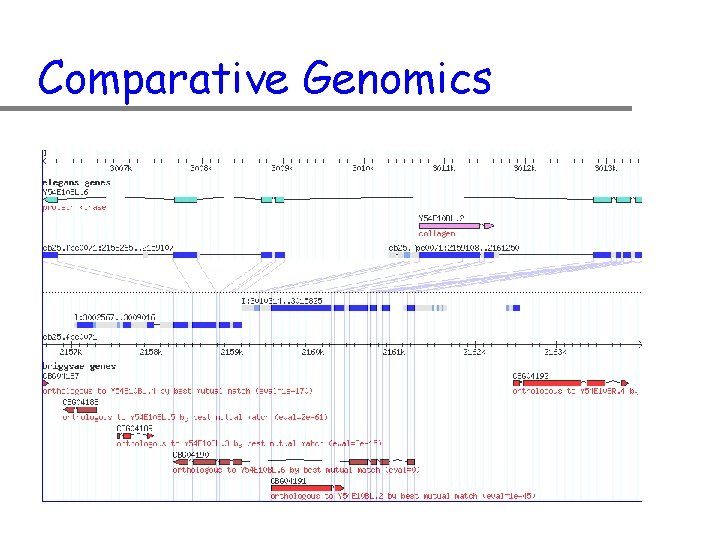 Comparative Genomics 