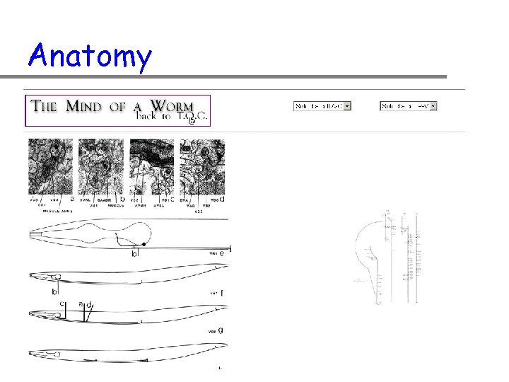 Anatomy 