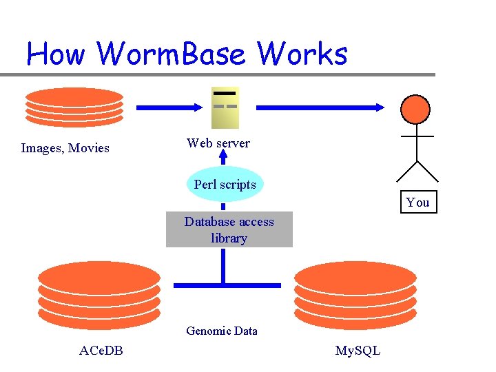 How Worm. Base Works Images, Movies Web server Perl scripts You Database access library