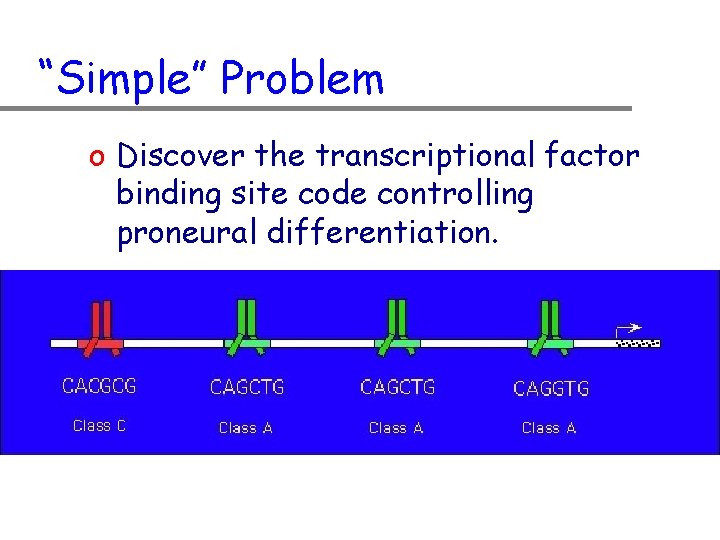 “Simple” Problem o Discover the transcriptional factor binding site code controlling proneural differentiation. 