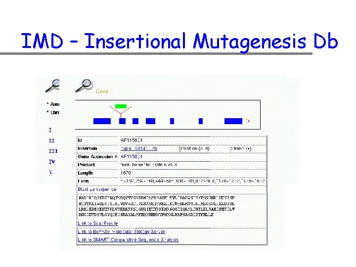 IMD – Insertional Mutagenesis Db 