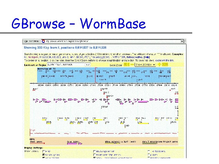 GBrowse – Worm. Base 