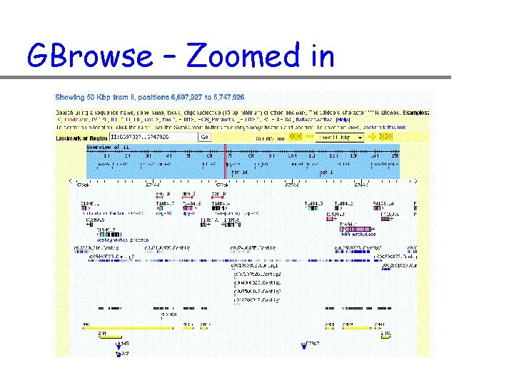 GBrowse – Zoomed in 