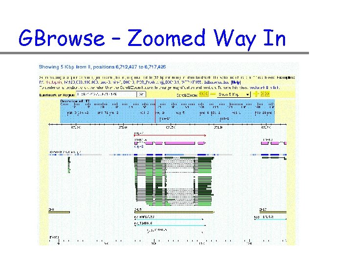 GBrowse – Zoomed Way In 