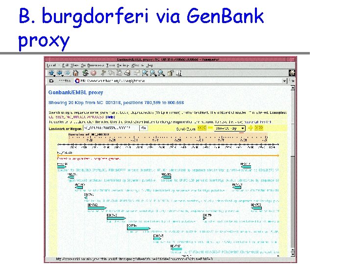 B. burgdorferi via Gen. Bank proxy 