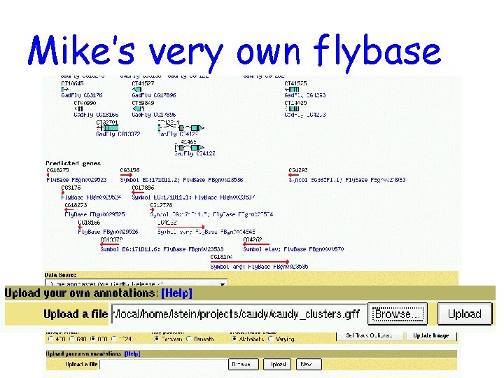 Mike’s very own flybase 